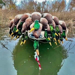 Meet your Posher, Arnulfo